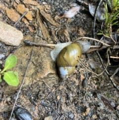 Bothriembryon glauerti at Amelup, WA - 23 Jul 2022 12:31 PM