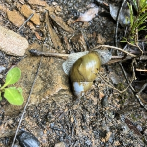 Bothriembryon glauerti at Amelup, WA - 23 Jul 2022