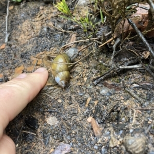 Bothriembryon glauerti at Amelup, WA - 23 Jul 2022