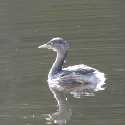 Tachybaptus novaehollandiae (Australasian Grebe) at Burra, NSW - 23 Jul 2022 by SteveBorkowskis