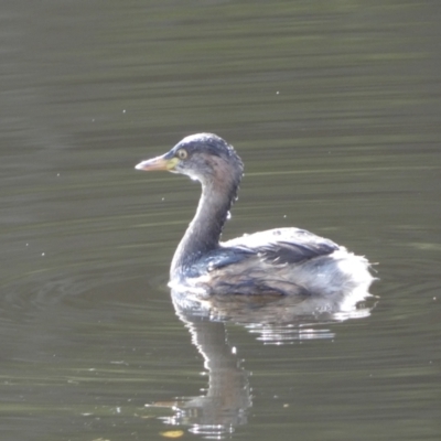 Tachybaptus novaehollandiae (Australasian Grebe) at QPRC LGA - 23 Jul 2022 by Steve_Bok