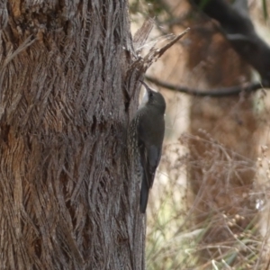 Cormobates leucophaea at Burra, NSW - 23 Jul 2022