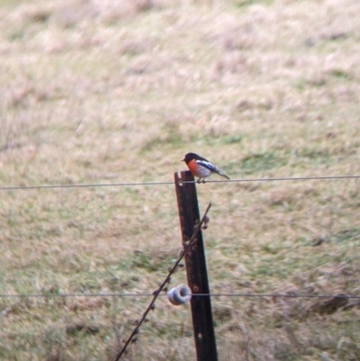 Petroica boodang (Scarlet Robin) at Nariel Valley, VIC - 23 Jul 2022 by Darcy