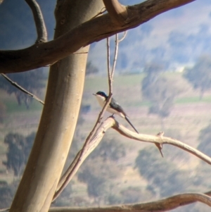 Myiagra inquieta at Corryong, VIC - 23 Jul 2022