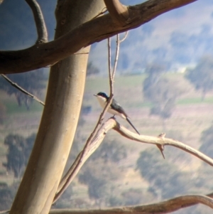 Myiagra inquieta (Restless Flycatcher) at Corryong, VIC by Darcy