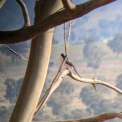 Myiagra inquieta at Corryong, VIC - 23 Jul 2022