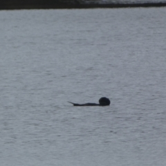 Biziura lobata (Musk Duck) at Burra, NSW - 23 Jul 2022 by SteveBorkowskis