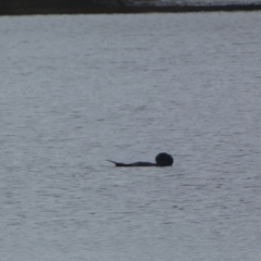 Biziura lobata (Musk Duck) at QPRC LGA - 23 Jul 2022 by Steve_Bok