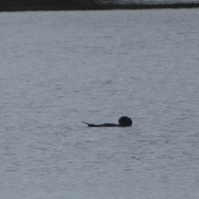 Biziura lobata (Musk Duck) at QPRC LGA - 23 Jul 2022 by Steve_Bok