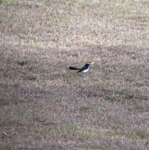 Rhipidura leucophrys at Corryong, VIC - 23 Jul 2022 03:37 PM