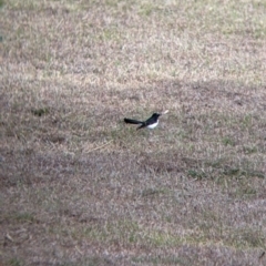 Rhipidura leucophrys (Willie Wagtail) at Corryong, VIC - 23 Jul 2022 by Darcy