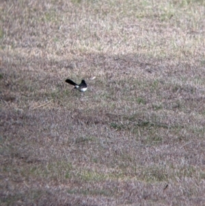 Rhipidura leucophrys at Corryong, VIC - 23 Jul 2022 03:37 PM