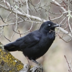 Corvus coronoides (Australian Raven) at Googong Foreshore - 23 Jul 2022 by Steve_Bok