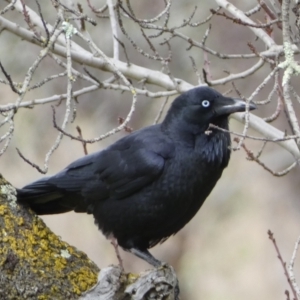 Corvus coronoides at Burra, NSW - 23 Jul 2022