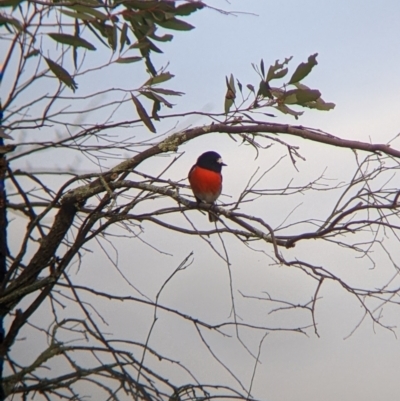 Petroica boodang (Scarlet Robin) at Corryong, VIC - 23 Jul 2022 by Darcy