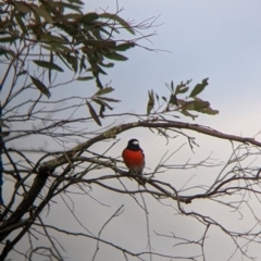 Petroica boodang at Corryong, VIC - 23 Jul 2022 03:45 PM