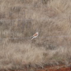 Falco cenchroides (Nankeen Kestrel) at Burra, NSW - 23 Jul 2022 by SteveBorkowskis