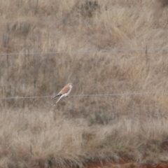 Falco cenchroides at Burra, NSW - 23 Jul 2022 02:28 PM