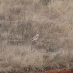 Falco cenchroides at Burra, NSW - 23 Jul 2022 02:28 PM