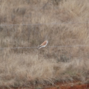 Falco cenchroides at Burra, NSW - 23 Jul 2022 02:28 PM