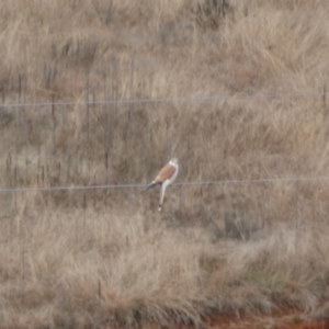 Falco cenchroides at Burra, NSW - 23 Jul 2022 02:28 PM