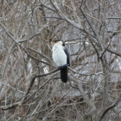 Microcarbo melanoleucos (Little Pied Cormorant) at Googong, NSW - 23 Jul 2022 by SteveBorkowskis