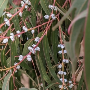 Eucalyptus globulus subsp. bicostata at Watson, ACT - 23 Jul 2022