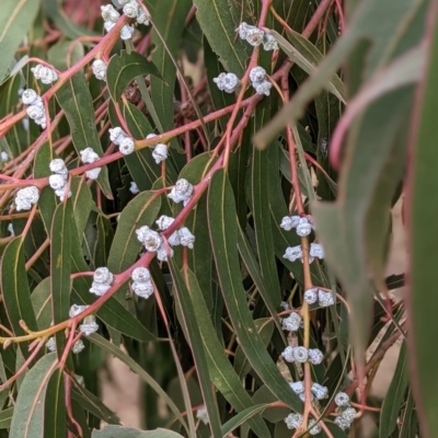 Eucalyptus globulus subsp. bicostata (Southern Blue Gum, Eurabbie) at Watson Green Space - 23 Jul 2022 by AniseStar