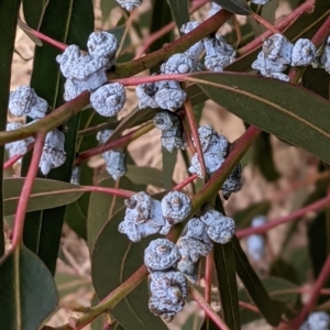 Eucalyptus globulus subsp. bicostata at Watson, ACT - 23 Jul 2022