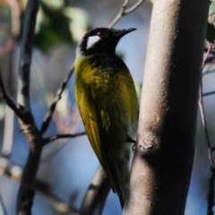 Nesoptilotis leucotis (White-eared Honeyeater) at Stromlo, ACT - 18 Jul 2022 by Harrisi