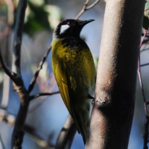 Nesoptilotis leucotis at Stromlo, ACT - 18 Jul 2022