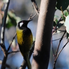 Nesoptilotis leucotis at Stromlo, ACT - 18 Jul 2022