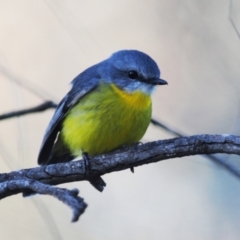 Eopsaltria australis (Eastern Yellow Robin) at Block 402 - 14 Jul 2022 by Harrisi