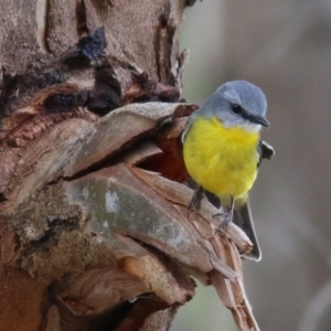 Eopsaltria australis at Splitters Creek, NSW - 23 Jul 2022 11:55 AM