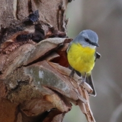Eopsaltria australis (Eastern Yellow Robin) at Splitters Creek, NSW - 23 Jul 2022 by KylieWaldon