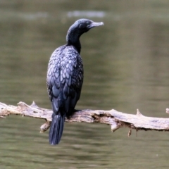 Phalacrocorax sulcirostris (Little Black Cormorant) at Albury - 23 Jul 2022 by KylieWaldon