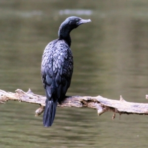 Phalacrocorax sulcirostris at Splitters Creek, NSW - 23 Jul 2022