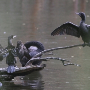 Phalacrocorax sulcirostris at Splitters Creek, NSW - 23 Jul 2022