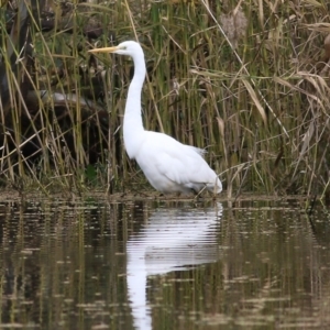 Ardea alba at Splitters Creek, NSW - 23 Jul 2022 11:39 AM