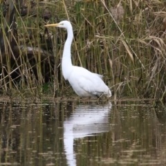 Ardea alba (Great Egret) at Wonga Wetlands - 23 Jul 2022 by KylieWaldon