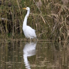 Ardea alba at Splitters Creek, NSW - 23 Jul 2022 11:39 AM