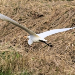 Ardea alba (Great Egret) at Albury - 23 Jul 2022 by KylieWaldon