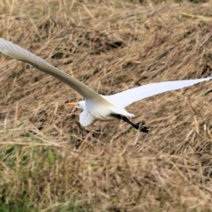 Ardea alba (Great Egret) at Wonga Wetlands - 23 Jul 2022 by KylieWaldon