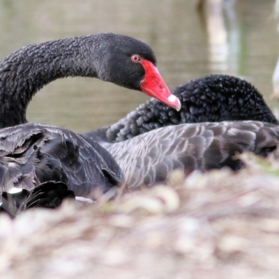 Cygnus atratus (Black Swan) at Splitters Creek, NSW - 23 Jul 2022 by KylieWaldon