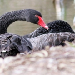Cygnus atratus (Black Swan) at Albury - 23 Jul 2022 by KylieWaldon