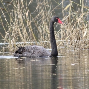 Cygnus atratus at Splitters Creek, NSW - 23 Jul 2022 11:35 AM