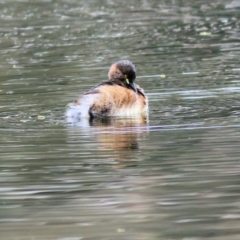 Tachybaptus novaehollandiae (Australasian Grebe) at Albury - 23 Jul 2022 by KylieWaldon