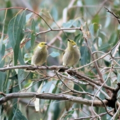 Ptilotula penicillata (White-plumed Honeyeater) at Splitters Creek, NSW - 23 Jul 2022 by KylieWaldon