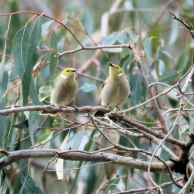 Ptilotula penicillata (White-plumed Honeyeater) at Wonga Wetlands - 23 Jul 2022 by KylieWaldon