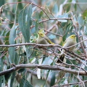 Ptilotula penicillata at Splitters Creek, NSW - 23 Jul 2022 10:53 AM